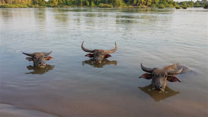 How To Handle Buffaloes Like A Pro: Strong Mpumalanga Farmer's Guide
